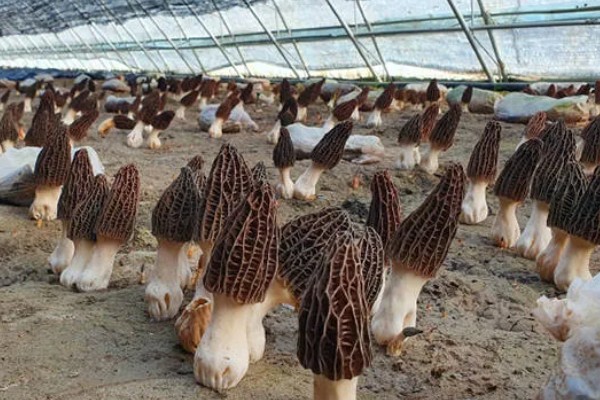 建造羊肚菌大棚的规格，占地面积为400-800平方米