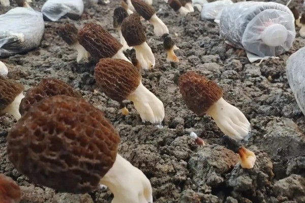 建造羊肚菌大棚的规格，占地面积为400-800平方米