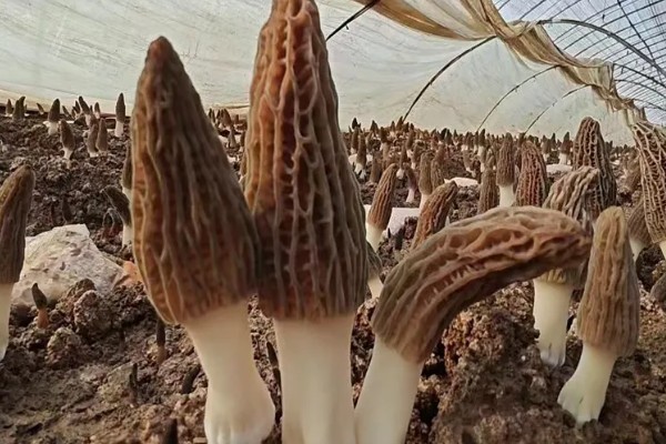 建造羊肚菌大棚的规格，占地面积为400-800平方米