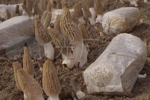 建造羊肚菌大棚的规格，占地面积为400-800平方米