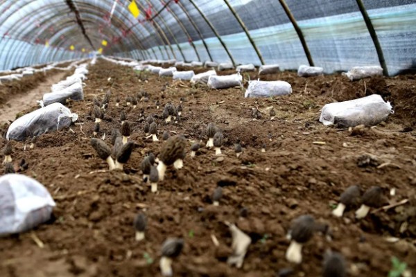 建造羊肚菌大棚的规格，占地面积为400-800平方米