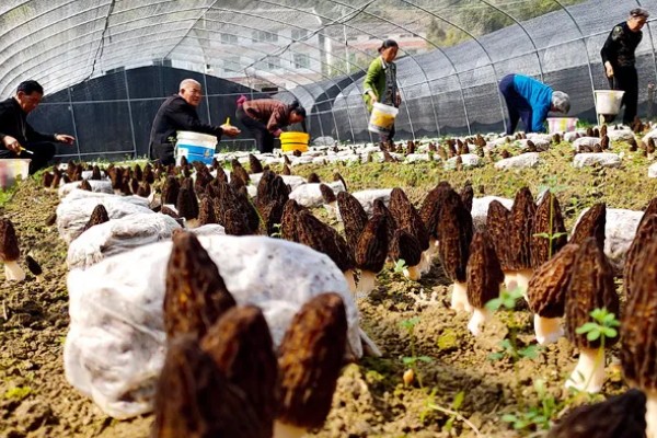 建造羊肚菌大棚的规格，占地面积为400-800平方米