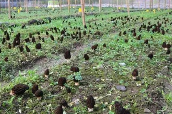 建造羊肚菌大棚的规格，占地面积为400-800平方米