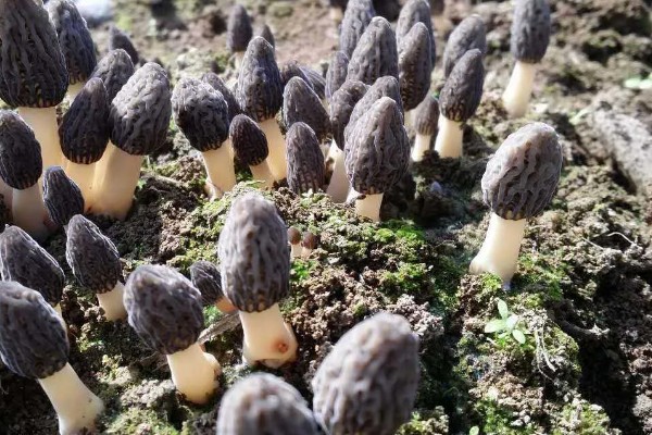 建造羊肚菌大棚的规格，占地面积为400-800平方米