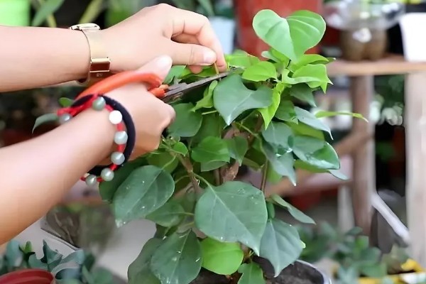 三角梅的剪枝时间，以夏秋季节为宜