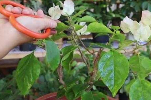三角梅的剪枝时间，以夏秋季节为宜