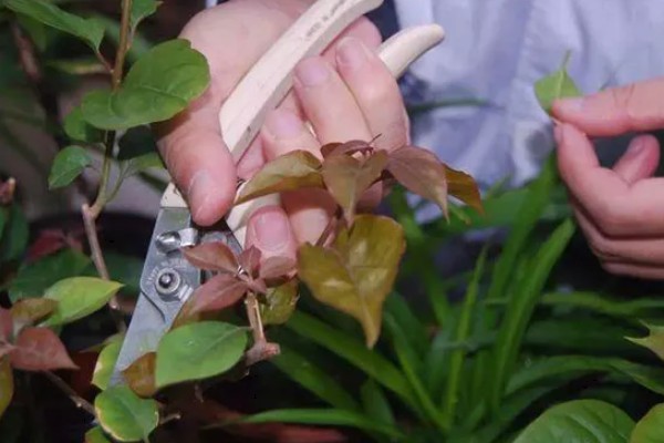 三角梅的剪枝时间，以夏秋季节为宜