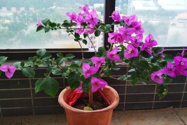 三角梅的剪枝时间，以夏秋季节为宜