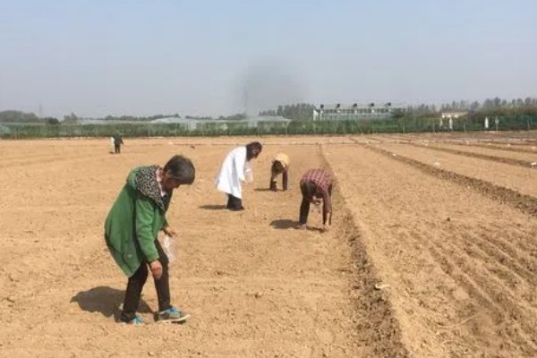 苤蓝的种植方法,春秋两季种植