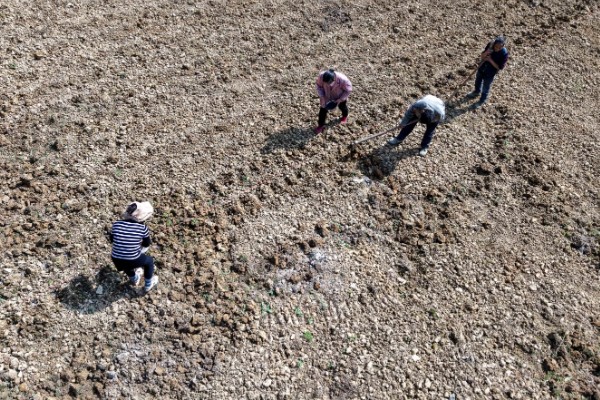 苤蓝的种植方法,春秋两季种植