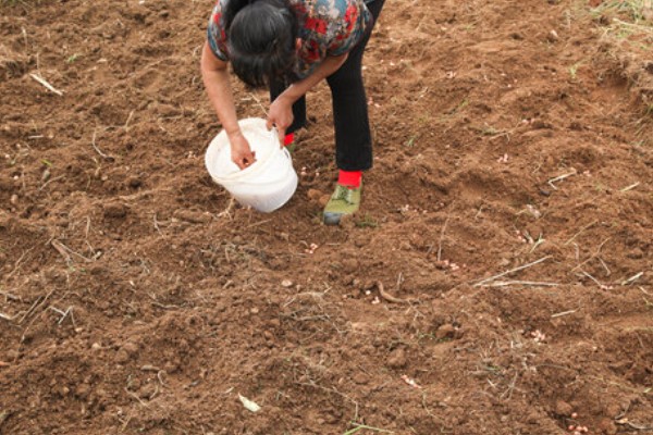 苤蓝的种植方法,春秋两季种植