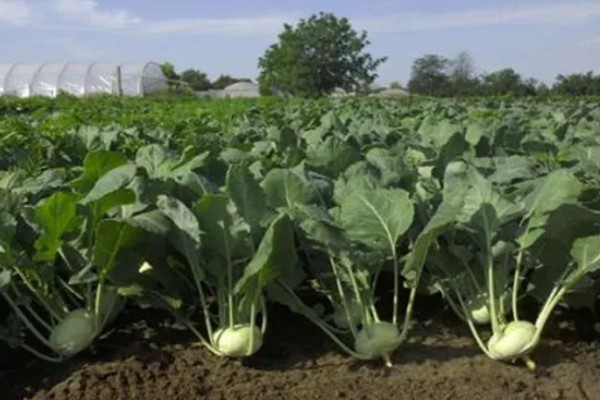 苤蓝的种植方法,春秋两季种植