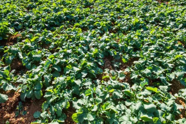 苤蓝的种植方法,春秋两季种植