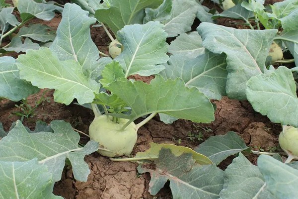 苤蓝的种植方法,春秋两季种植