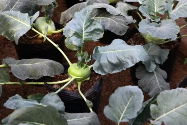 苤蓝的种植方法,春秋两季种植