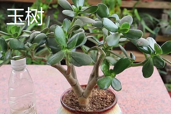 玉树是不是燕子掌，玉树不是燕子掌