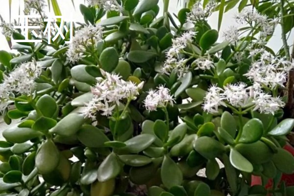 玉树是不是燕子掌，玉树不是燕子掌