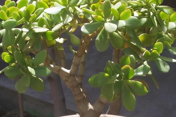 玉树是不是燕子掌，玉树不是燕子掌