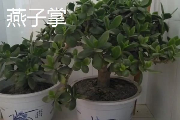 玉树是不是燕子掌，玉树不是燕子掌