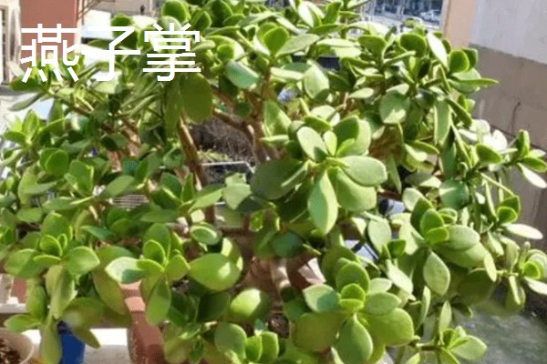 玉树是不是燕子掌，玉树不是燕子掌