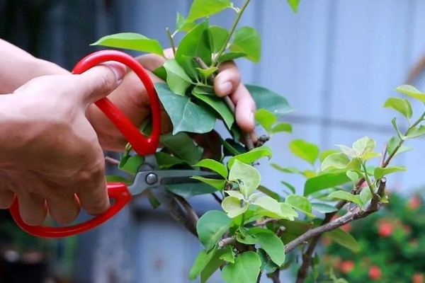 三角梅的剪枝时间，以夏秋季节为宜