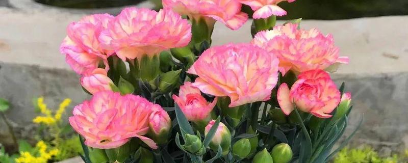 盆栽康乃馨能地栽吗，可以地栽