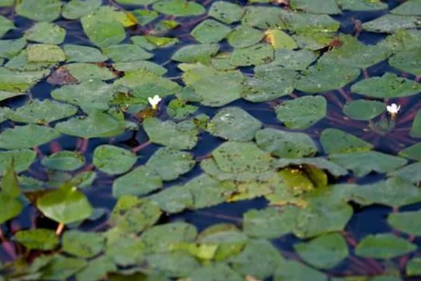 牛角一样的水果叫什么，是指菱角