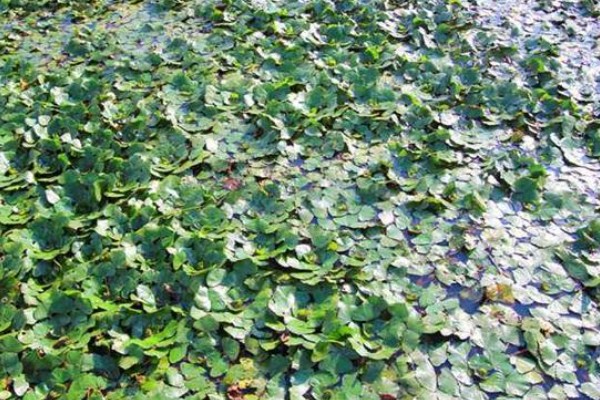 牛角一样的水果叫什么，是指菱角