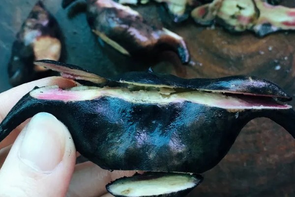 牛角一样的水果叫什么，是指菱角