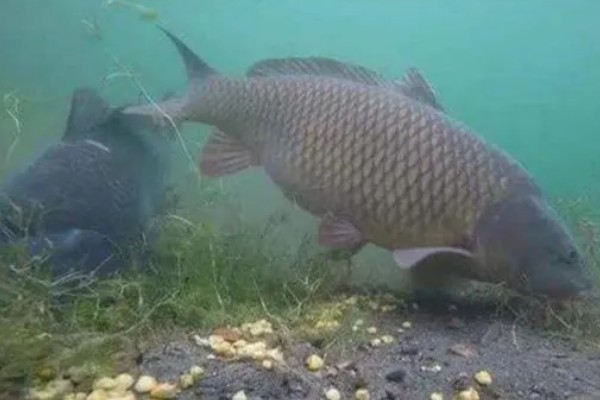 养鲫鱼喂食间隔，每天上午和下午都要喂一次