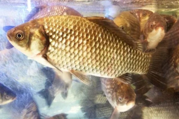 养鲫鱼喂食间隔，每天上午和下午都要喂一次