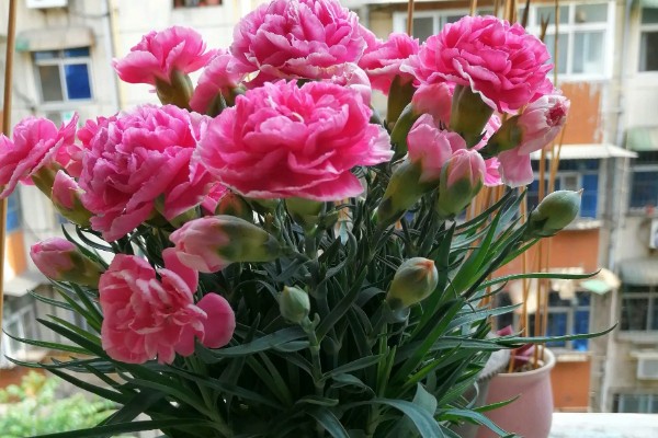 盆栽康乃馨能地栽吗，可以地栽