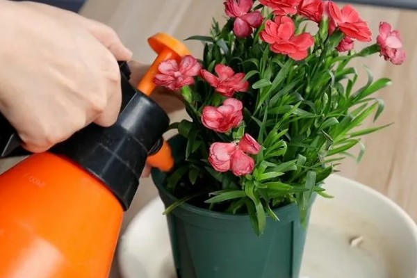 盆栽康乃馨能地栽吗，可以地栽