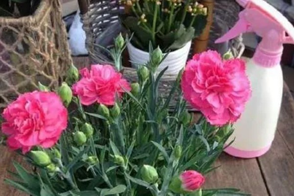 盆栽康乃馨能地栽吗，可以地栽