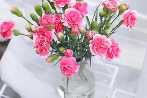 盆栽康乃馨能地栽吗，可以地栽