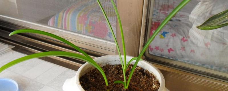 冬天能不能种彼岸花，全年都可以种植