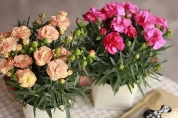 盆栽康乃馨能地栽吗，可以地栽