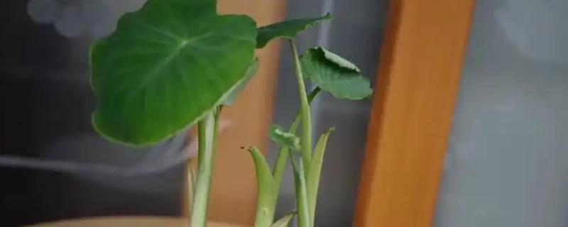 芋头盆景如何种植，一般在清明节前后进行种植
