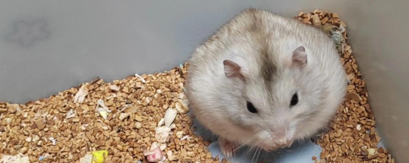 仓鼠的应激表现，受惊后会躲在角落中