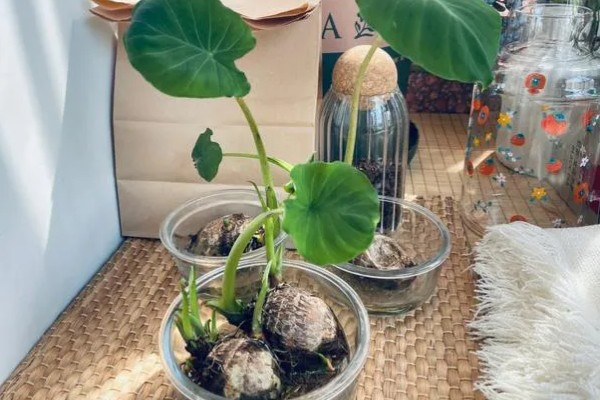 芋头盆景如何种植，一般在清明节前后进行种植