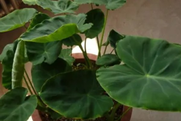 芋头盆景如何种植，一般在清明节前后进行种植