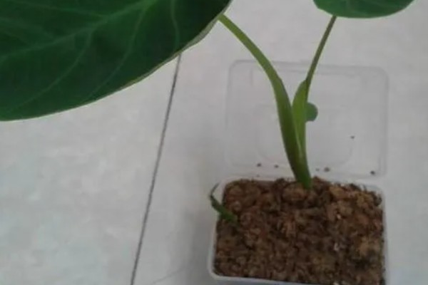 芋头盆景如何种植，一般在清明节前后进行种植