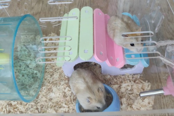 仓鼠的应激表现，受惊后会躲在角落中