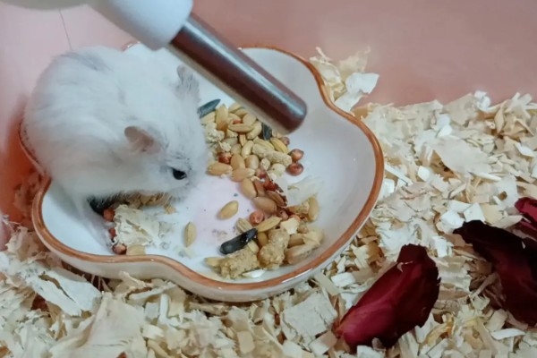 仓鼠的应激表现，受惊后会躲在角落中