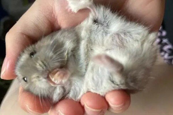 仓鼠的应激表现，受惊后会躲在角落中