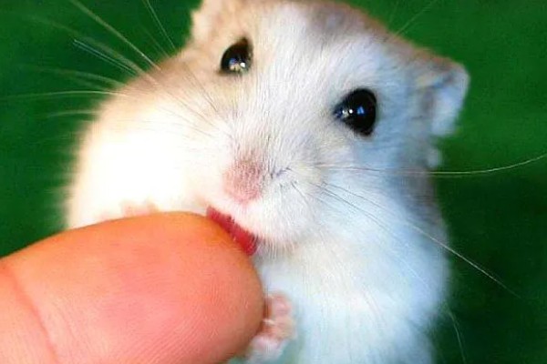 仓鼠的应激表现，受惊后会躲在角落中