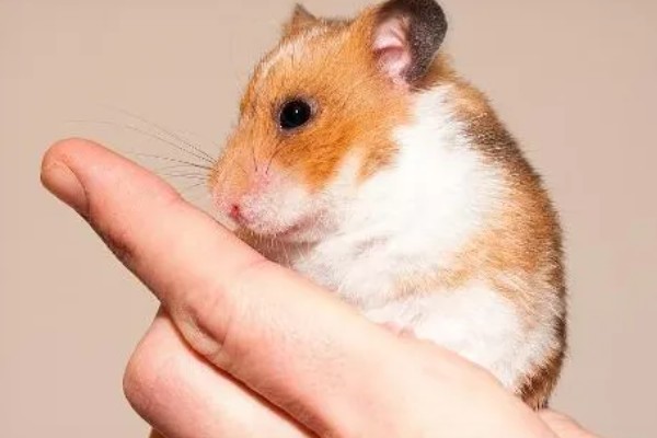 仓鼠的应激表现，受惊后会躲在角落中