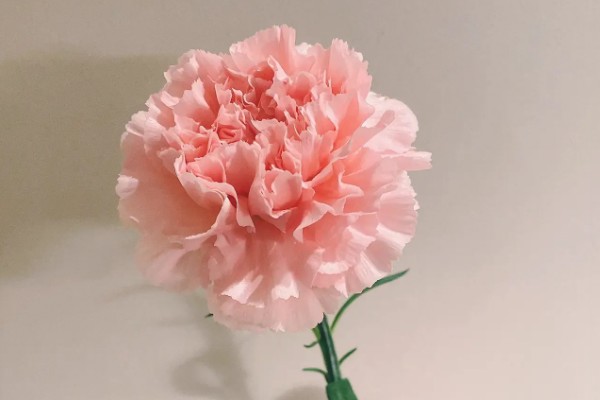 19朵康乃馨代表什么，具有爱到永久、一生守护的含义