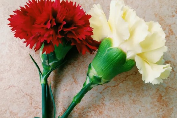 19朵康乃馨代表什么，具有爱到永久、一生守护的含义