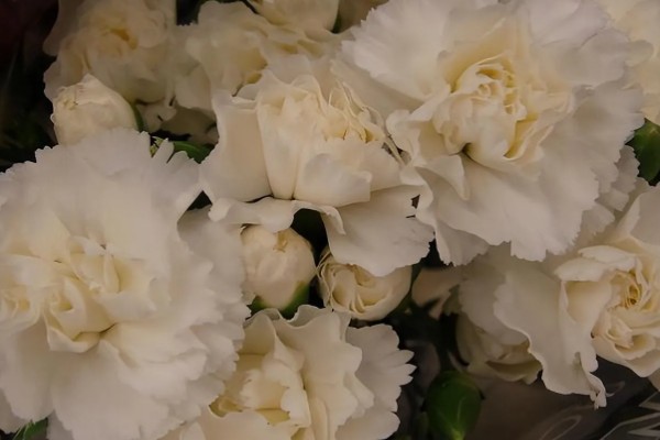 19朵康乃馨代表什么，具有爱到永久、一生守护的含义